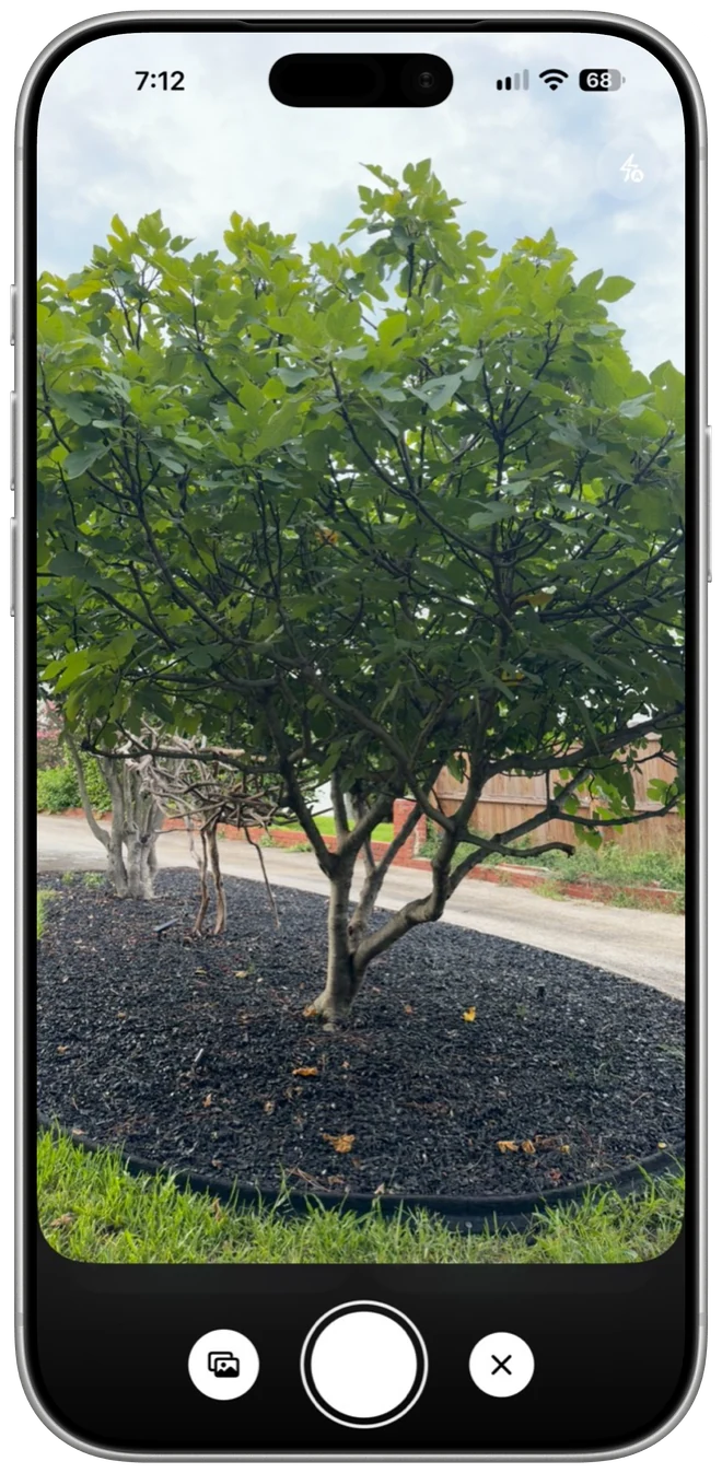 Home’s camera showing a fig tree with its shutter and photo-library controls